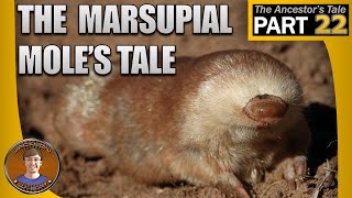 The Marsupial Moles Tale [upl. by Declan372]