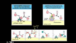 Immunology lectin and classical complement pathway [upl. by Guinna366]