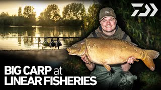 Catching BIG CARP at LINEAR FISHERIES  Carp Fishing  JACKS VLOG  Daiwa Carp [upl. by Serg137]