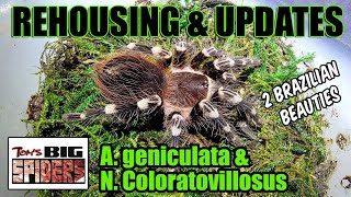 A Geniculata and N coloratovillosus Rehousing and Notes [upl. by Tarsus833]