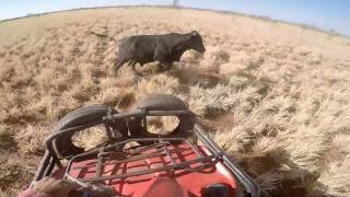 Mustering Cleanskins  Kimberlys Western Australia [upl. by Vardon896]