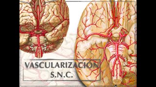 VASCULARIZACIÓN SISTEMA NERVIOSO CENTRAL [upl. by Lewie]