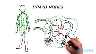 Lymphadenopathy The steps to take when you feel an enlarged lymph node [upl. by Sotsirhc]