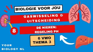 6 vwo  Gaswisseling amp Uitscheiding  8  De nieren regeling pH [upl. by Mckeon100]