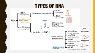 Structure Function and Types of RNA mRNA tRNA rRNAlncRNA miRNA siRNA snoRNA snRNA piRNA [upl. by Chatterjee]