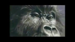 Phil CollinsquotCadbury Gorilla AdvertquotExtended with lyrics [upl. by Aphra635]