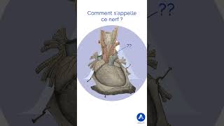 Coeur humain quiz de la Minute Anat dAKIVI shorts anatomie [upl. by Eerihs]