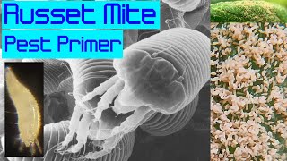 Russet Mite Pest Primer [upl. by Prudie]