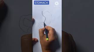 Stomach Diagram Easy Tricks youtubeshorts shorts viral reels drawing biology anatomy [upl. by Tove]