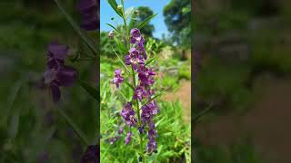 Angelonia salicariifolia Dr Sanjeet Kumar [upl. by Dihaz]