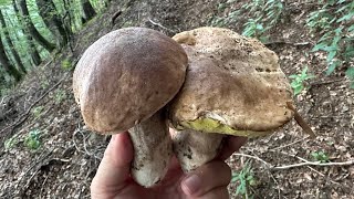 FUNGHI PORCINI CHE PASSIONE 59 20230817 🍄 59 [upl. by Nwahsar]