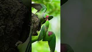 Alexandrine parakeet  Alexandrine parakeet Fighting for a birds nest  parrot vairalshort [upl. by Eonak276]