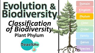 53  Classification Of Biodiversity  Plant Phylum  IB Biology  TeachMe [upl. by Arimahs794]