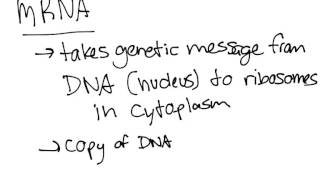 RNA [upl. by Sander]