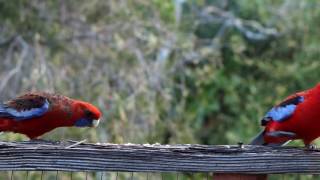 Crimson Rosellas [upl. by Teufert13]