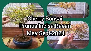 Cherry Bonsai Prunus Incisa Paean May Sep 2024 [upl. by Waiter]