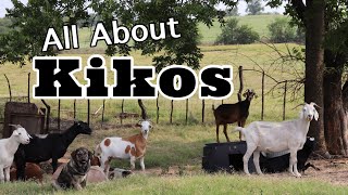 All About Kiko Goats  Goats for Your Farm  Goat Video [upl. by Piotr]