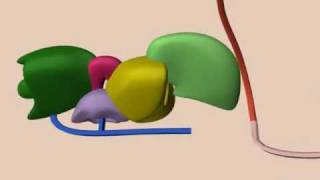 mRNA Splicing [upl. by Reppep506]