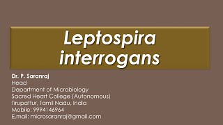 Leptospira interrogans [upl. by Devin958]