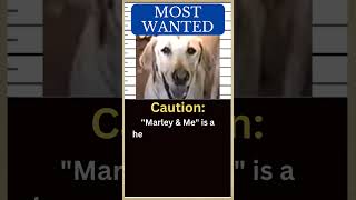 MARLEY amp ME🐶Labrador aka the Worlds Worst Dog [upl. by Zarah]