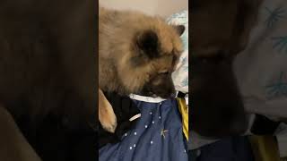 Qui veut un pull en eurasier 😅😂😂😂😂🐕eurasier amour [upl. by Aicarg513]