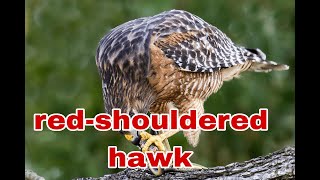 Red shouldered hawk ជាបក្សីប្រម៉ាញ់ ដែលយើងមិនដែលស្កាល់ vloghawkandfalcon [upl. by Krasnoff]