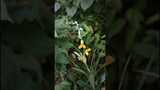 Crotalaria juncea L Fabaceae family nature flowers flora garden flower gardenflower forest [upl. by Enilrek]