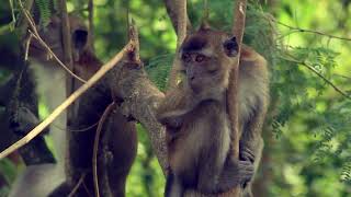 Exploring the Wild A Close Encounter with LongTailed Macaques [upl. by Aitak]