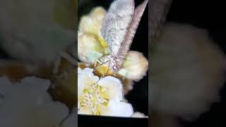 Butterfly or Moth♡¿LepidopteraViralVideo♧ [upl. by Forsyth]