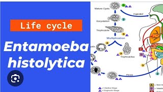 Entamoeba histolytica life cycle in just 20 minutes [upl. by Kcirret]