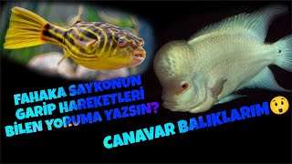 Fahaka Puffer Saykonun Nesi Var Takipçimiz Ramshorn Salyangoz GönderdiNejdet Büyüyor fishtank [upl. by Eugenius]