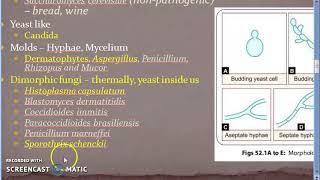 Microbiology 577 b Fungal Diseases Mycosis Superficial Sub cutaneous Systemic Opportunistic [upl. by Elleuqar440]