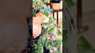 Easy DIY Trellis For Vines and Climbers  Garden Decor diyprojects indoorplants homedecor [upl. by Stew]