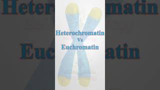 ChromatinHeterochromatinEuchromatin biology science youtubeshorts neetbiology pgtbio csir [upl. by Ymor]