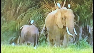 Relax with nature  safari game drive  Amboseli National Park  Kenya  Africa [upl. by Codee]