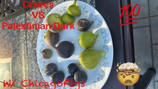 Crozes VS Palestinian Dark Figs Review with ChicagoFigs [upl. by Hairahcez725]