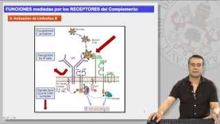 121 EL SISTEMA DE COMPLEMENTO Y SUS RECEPTORES II [upl. by Ettegroeg302]