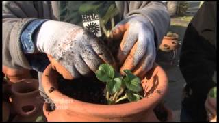 Planting Strawberry Pots [upl. by Omixam]