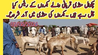 Low price Qurbani Bakra price information Low price Goats in Chakwal Mandi [upl. by Acalia91]