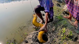 এত বড় কুচিয়া আগে দেখিনি  কুচিয়া ধরার কৌশল  Amazing Eel Fishing Video  Best Hook Fishing Video [upl. by Kaltman846]