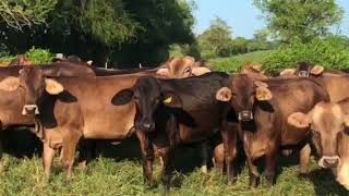 Brahman x BraunviehBrown Swiss heifers [upl. by Reube717]