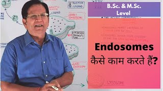 What Are Endosomes  BSc amp MSc Level [upl. by Keating647]