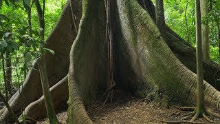 Buttress amp Stilt Roots  Gambas y Raíces Zancos [upl. by Landmeier]