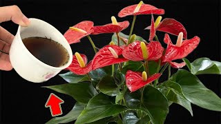 1 Cup A Week Anthurium Without Flowers Suddenly Blooms Out Of Control [upl. by Llednek507]