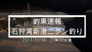 【釣果速報】20240110速報石狩湾新港ニシン釣り [upl. by Lhamaj]