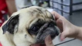 A pug has large itchy facial fold pimples and successful outcome eye surgery [upl. by Ojela]