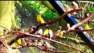 🤩Amazing Bird Breeding Update  Finches Canary Budgies Bird Aviary  S3Ep2 birds nature bird [upl. by Lamag]