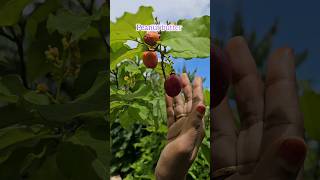 Peanut butter harvesting n cutting peanutbutter mygarden harvesting shortvideo ytshorts garden [upl. by Berneta]