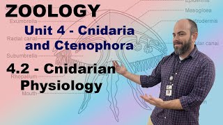 Zoology Unit 4  42  Cnidarian Physiology [upl. by Ainwat]