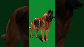 Belgian Shepherd Tervuren Dog shepherd dog animals 3d game pet nyilonelycompany [upl. by Yadroc]